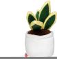 Preview: Schmoozies® Evergreenies® Bildschirmreiniger Bogenhanf auf der Unterseite mit Mikrofaser